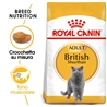 ROYAL CANIN British Shorthair Adult - Cibo secco per gatti - 2kg gallery 2